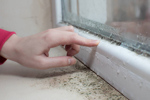 Best Asbestos and Lead Testing During Mold Inspection  in Chalco, NE
